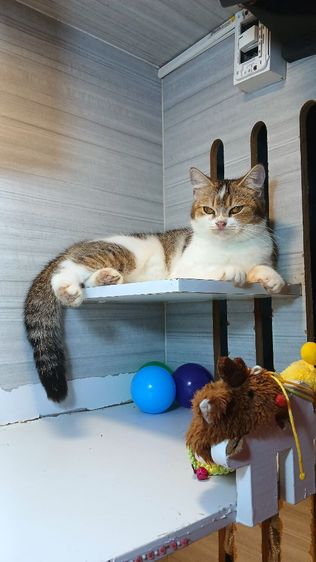 แมวสก้อตติช เพศเมีย อายุ7เดือน วัคซีนแล้ว1เข็ม ก่อนย้ายตรวจหัดแมวฟรีรับประกันเอดส์แมวกับรูคีเมีย รูปที่ 14