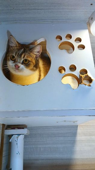 แมวสก้อตติช เพศเมีย อายุ7เดือน วัคซีนแล้ว1เข็ม ก่อนย้ายตรวจหัดแมวฟรีรับประกันเอดส์แมวกับรูคีเมีย รูปที่ 5