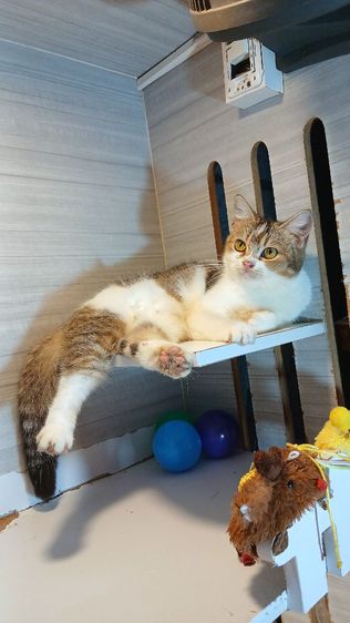 แมวสก้อตติช เพศเมีย อายุ7เดือน วัคซีนแล้ว1เข็ม ก่อนย้ายตรวจหัดแมวฟรีรับประกันเอดส์แมวกับรูคีเมีย รูปที่ 11