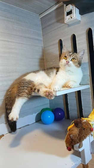 แมวสก้อตติช เพศเมีย อายุ7เดือน วัคซีนแล้ว1เข็ม ก่อนย้ายตรวจหัดแมวฟรีรับประกันเอดส์แมวกับรูคีเมีย รูปที่ 12