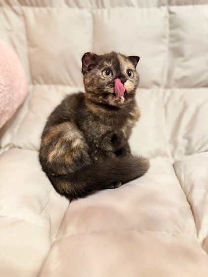 ลูกแมวสก๊อสติส(ลดประชากร)