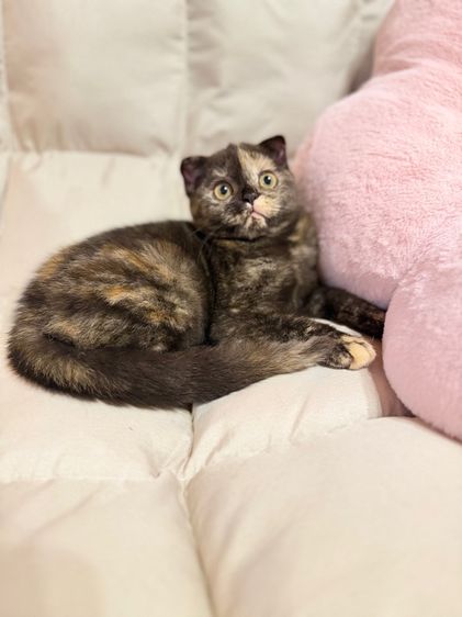 สก็อตติช โฟลด์ (Scottish Fold) ลูกแมวสก๊อสติส(ลดประชากร)