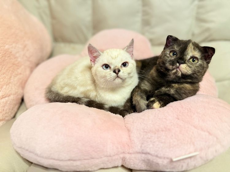 สก็อตติช โฟลด์ (Scottish Fold) ลูกแมวสก๊อสติส(ลดประชากร)