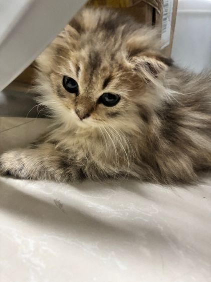 ชินชิลล่า (Chinchilla) แมวเปอร์เซีย