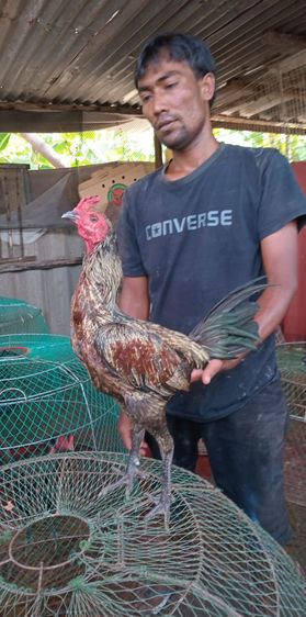 ไก่ชนเยียร์ รูปที่ 4