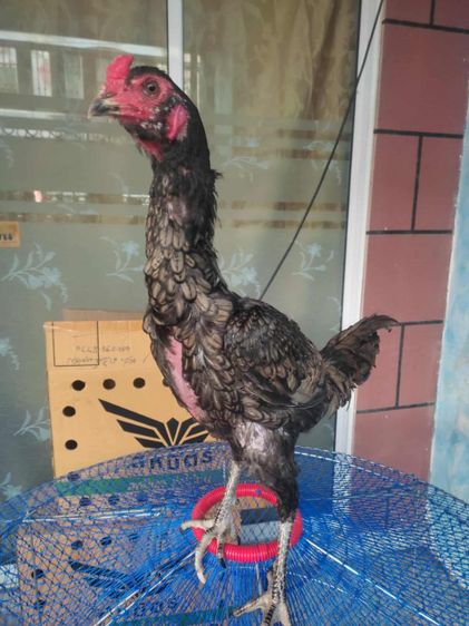 ไก่ชนเยียร์ รูปที่ 5