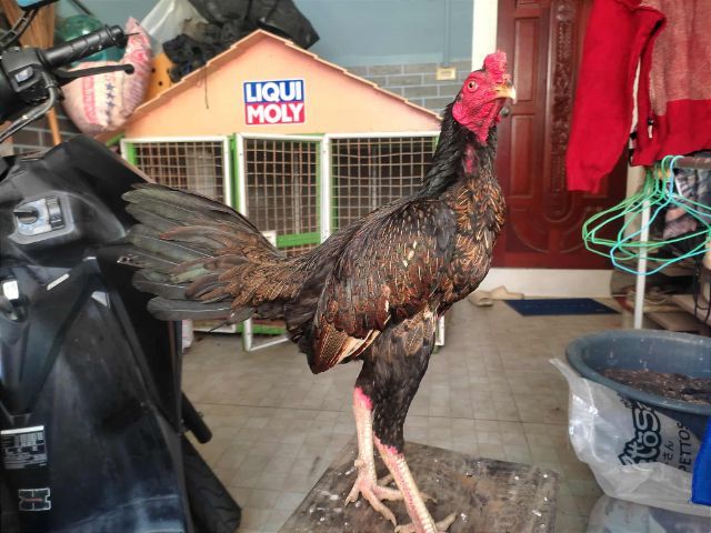 ไก่ชนเยียร์ รูปที่ 2