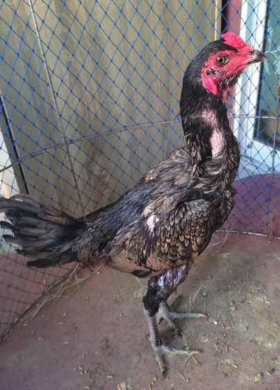 ไก่ชนเยียร์ รูปที่ 7