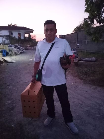 ไก่ชนเยียร์ รูปที่ 8