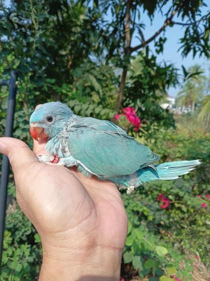 ลูกป้อนริงเนค รูปที่ 10