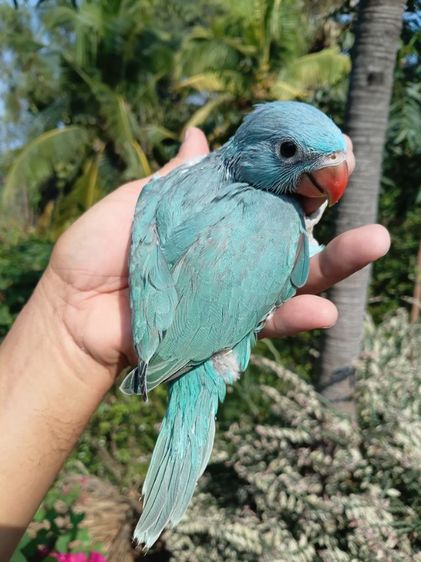 ลูกป้อนริงเนค