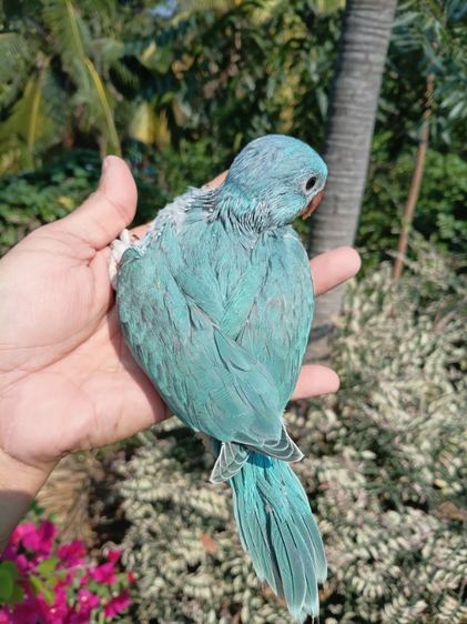 ลูกป้อนริงเนค รูปที่ 12