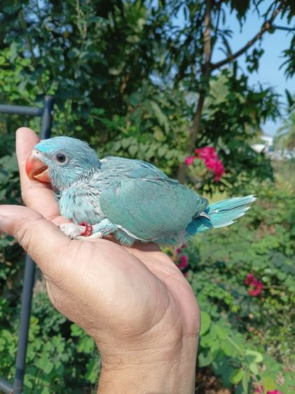 ลูกป้อนริงเนค รูปที่ 11