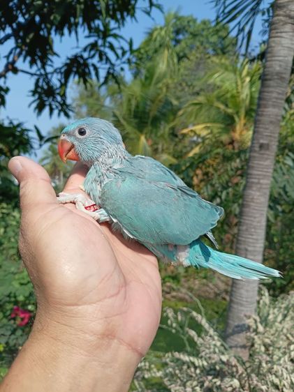 ลูกป้อนริงเนค รูปที่ 8