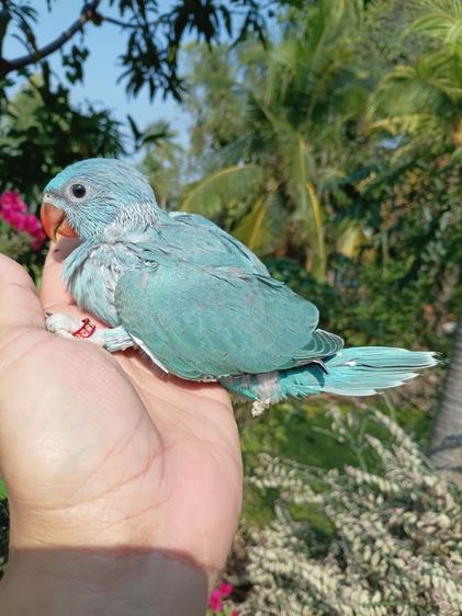 ลูกป้อนริงเนค รูปที่ 6