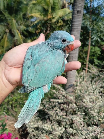 ลูกป้อนริงเนค รูปที่ 2