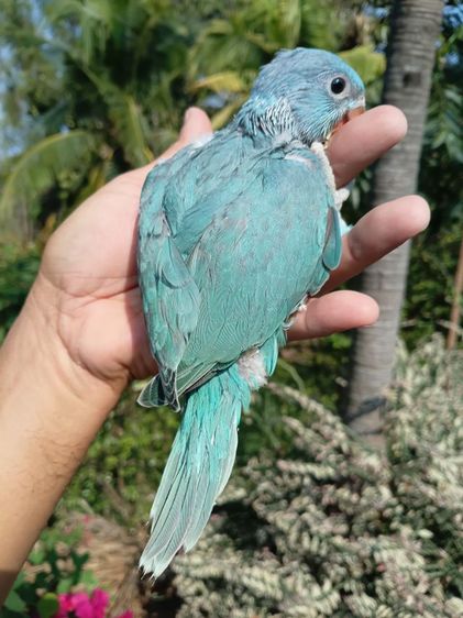 ลูกป้อนริงเนค รูปที่ 9