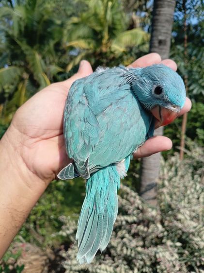 ลูกป้อนริงเนค รูปที่ 3