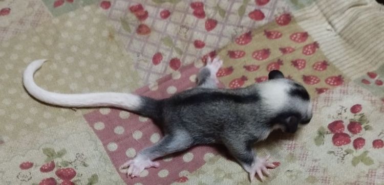 ชูก้าไกรเดอร์ รูปที่ 4