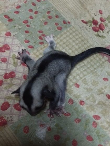 ชูก้าไกรเดอร์ รูปที่ 5