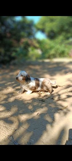 ดัชชุน(ขนยาว)เด็กชาย เตี้ย ลำ่ รูปที่ 3