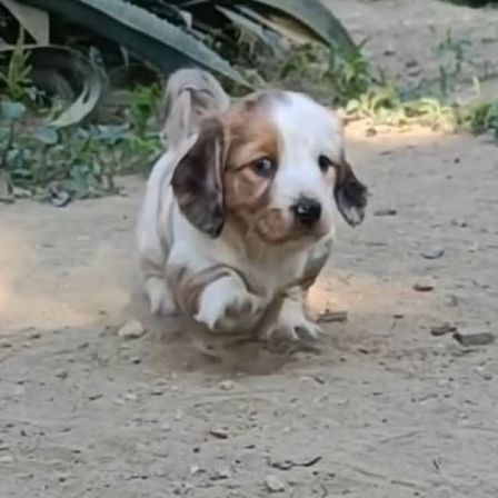 ดัชชุน (Dachshund) เล็ก ดัชชุน(ขนยาว)เด็กชาย เตี้ย ลำ่