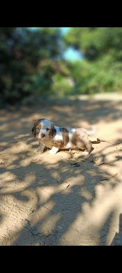 ดัชชุน(ขนยาว)เด็กชาย เตี้ย ลำ่ รูปที่ 4