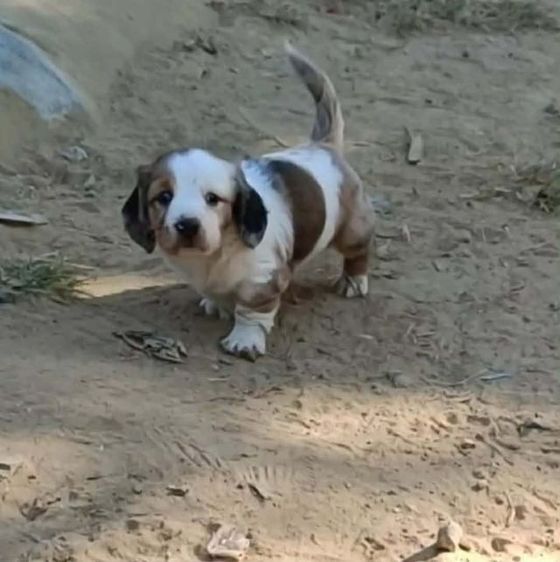 ดัชชุน(ขนยาว)เด็กชาย เตี้ย ลำ่ รูปที่ 5