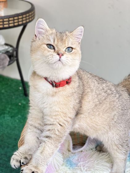 ดช.บริติช❌️ได้บ้านแล้ว รูปที่ 2