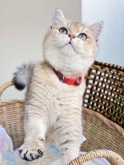 ดช.บริติช❌️ได้บ้านแล้ว รูปที่ 3