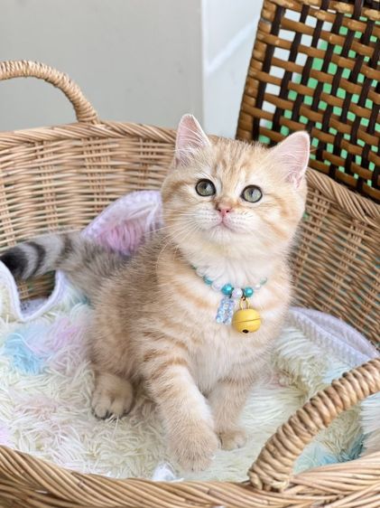 ดช.บริติช❌️ได้บ้าน รูปที่ 3