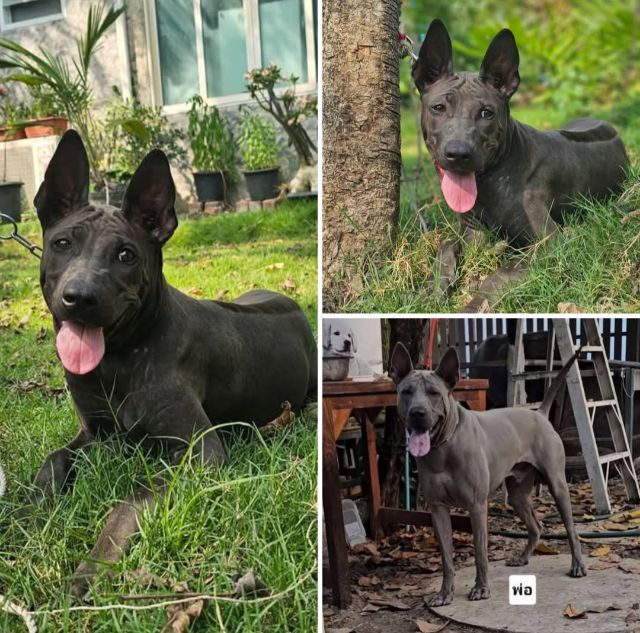 อื่นๆ กลาง ลูกสุนัขไทยหลังอานแท้เพศเมีย สายเลือดดี