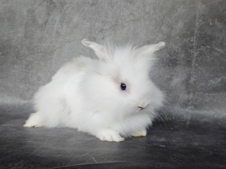 กระต่ายหัวสิงโต รูปที่ 4