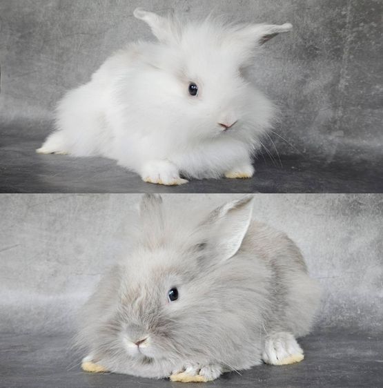 กระต่ายหัวสิงโต