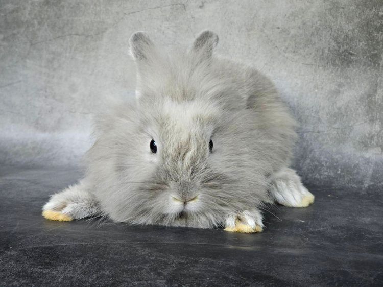 กระต่ายหัวสิงโต รูปที่ 2