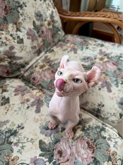 สฟิงค์ dwelf ขาสั้น ตาฟ้า หูพลิก รูปที่ 7