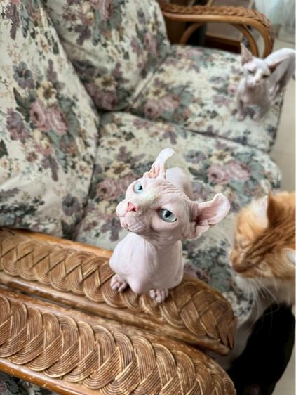 สฟิงค์ dwelf ขาสั้น ตาฟ้า หูพลิก รูปที่ 11