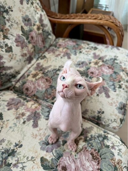 สฟิงซ์ (Sphynx) สฟิงค์ dwelf ขาสั้น ตาฟ้า หูพลิก
