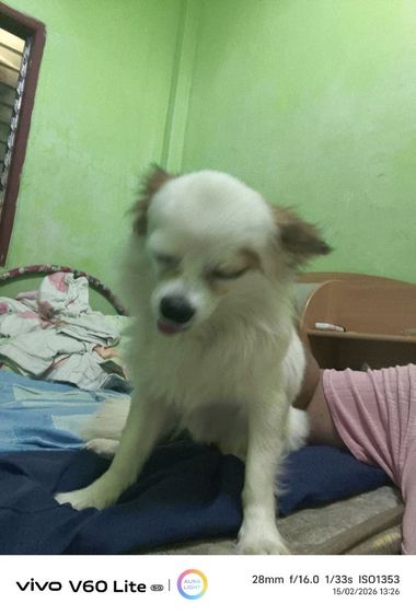 ชิวาว่าแท้ผู้ชายอายุ1ปี7ด. แบ่งเลี้ยง รูปที่ 3