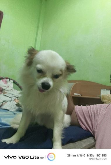 ชิวาว่าแท้ผู้ชายอายุ1ปี7ด. แบ่งเลี้ยง รูปที่ 6