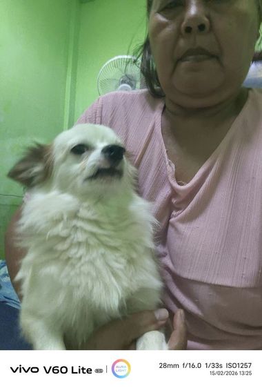 ชิวาว่าแท้ผู้ชายอายุ1ปี7ด. แบ่งเลี้ยง รูปที่ 5