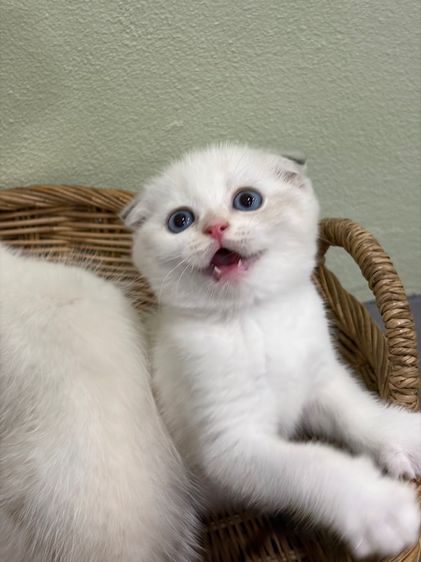 สกอตติช รูปที่ 3