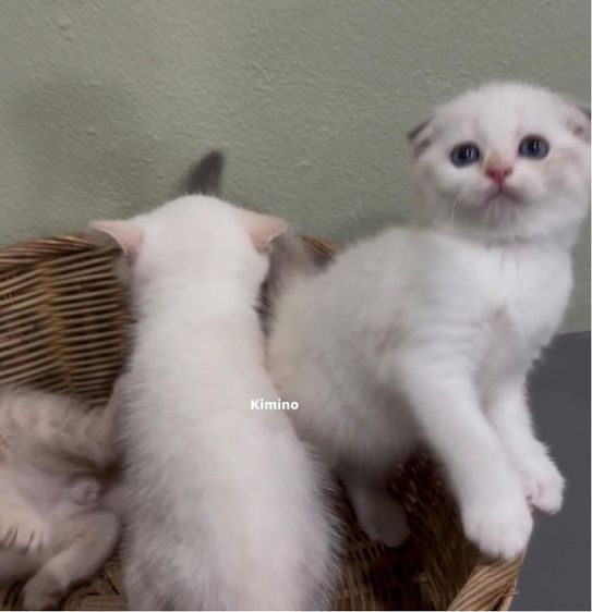 สกอตติช รูปที่ 2