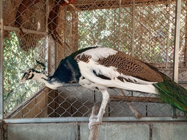 นกยูงด่าง