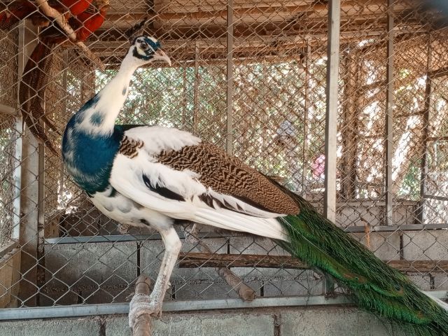 นกยูงด่าง รูปที่ 3