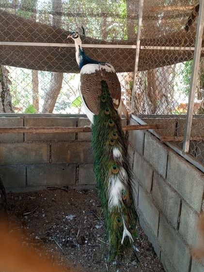 นกยูงด่าง รูปที่ 6