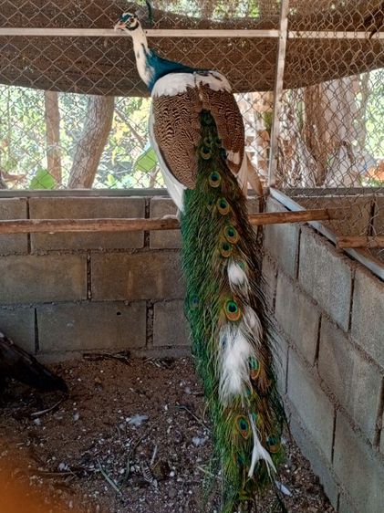 นกยูงด่าง รูปที่ 7