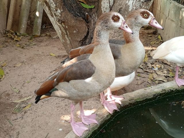 ห่านอียิปต์