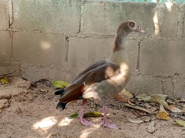 ห่านอียิปต์ รูปที่ 2