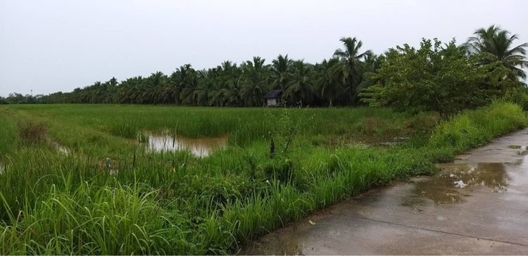 ขายที่ดินแปลงใหญ่10ไร่1งาน76ตารางวา รูปที่ 3